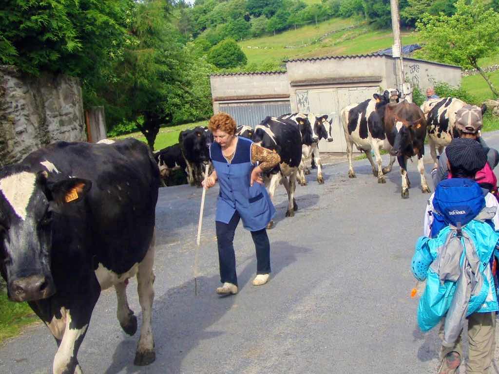 601 カミーノ caminoポルトマリンportmarin 牛行列