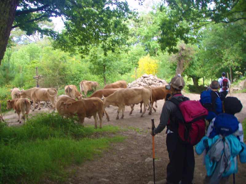 601 カミーノ caminoポルトマリンportmarin 茶牛小屋にいるいる