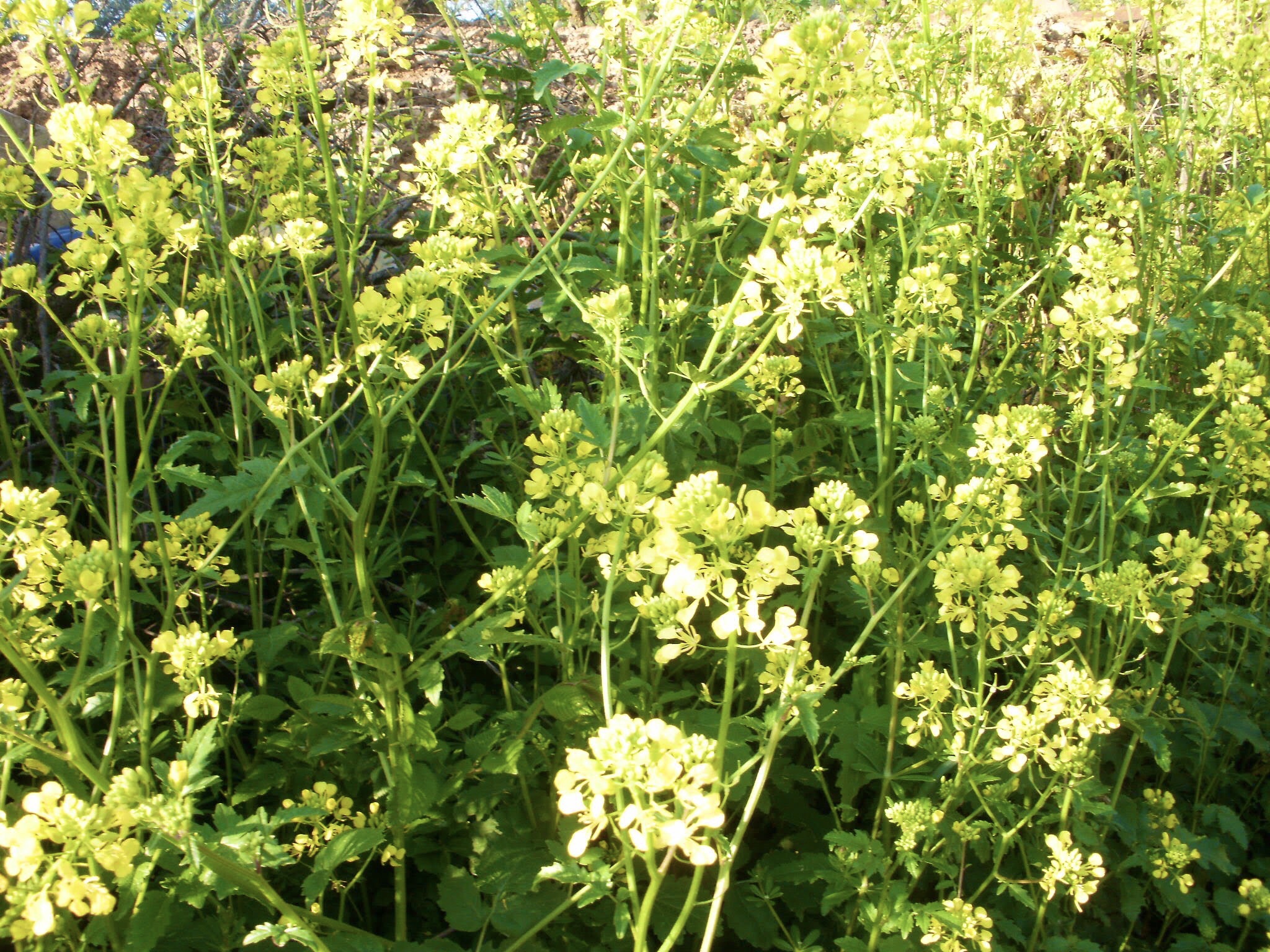 426 スペイン旅 子どもと一緒 ロスアルコス サンティアゴ巡礼 田舎道 アルベルゲ 白い花