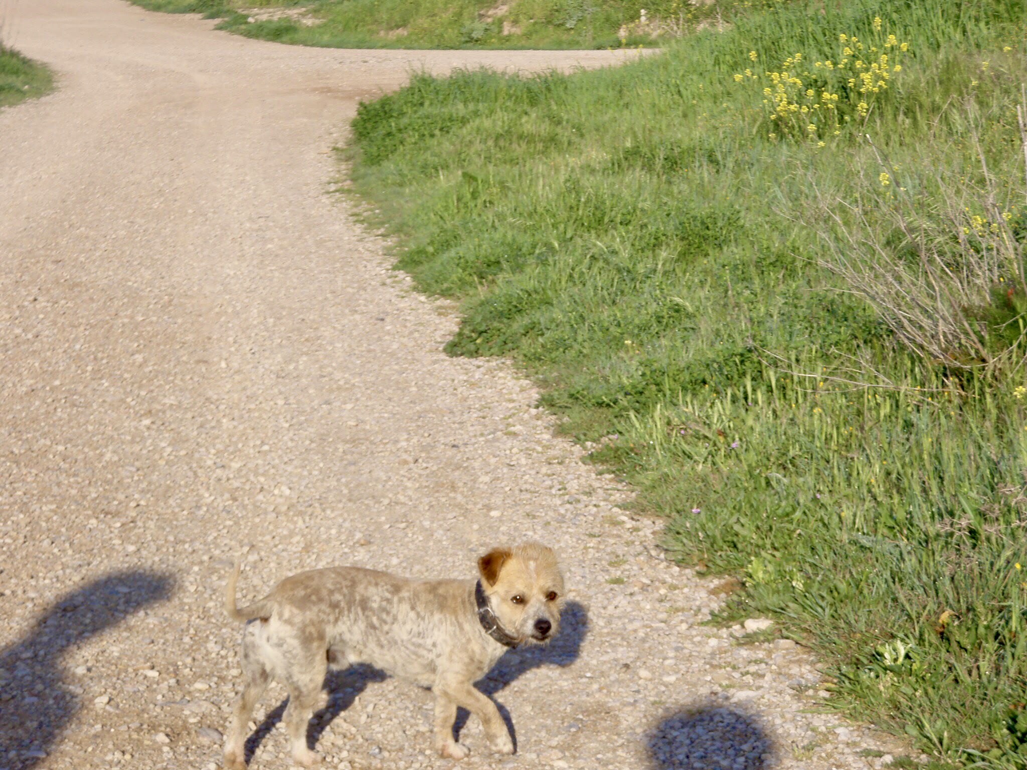 426 スペイン旅 子どもと一緒 トレス・デル・リオ サンティアゴ巡礼 道に犬