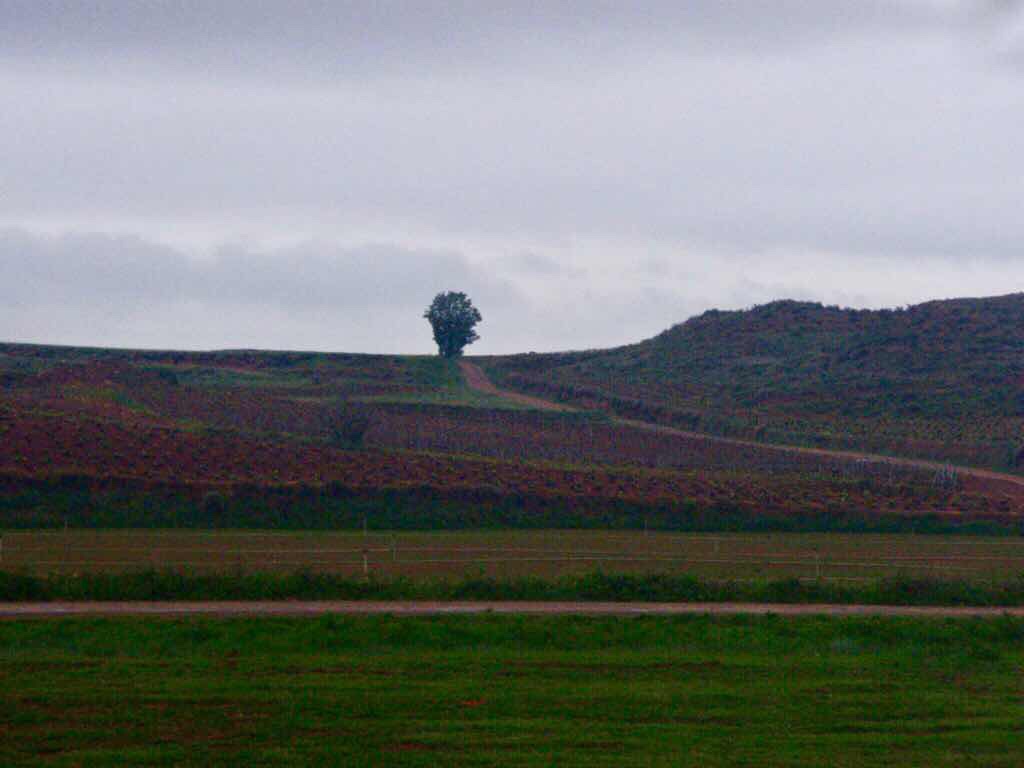 501 スペイン巡礼　カミーノ　子連れ海外　サント・ドミンゴ・デ・ラ・カルサーダ　途中風景　木一本