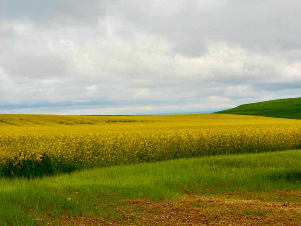 501 スペイン巡礼　カミーノ　子連れ海外　菜の花　サント・ドミンゴ・デ・ラ・カルサーダ　町1