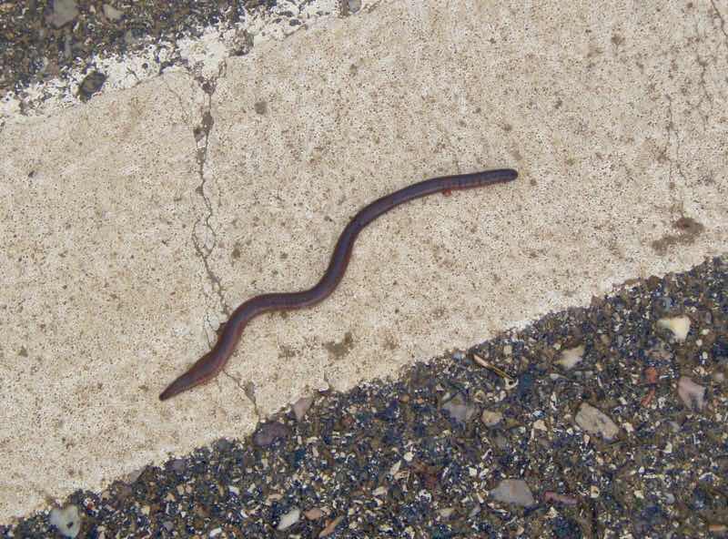 503 スペイン巡礼 サンティアゴ巡礼 カミーノ ミミズ トサントス