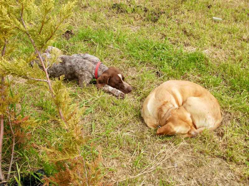 511 スペイン巡礼 犬 アパス