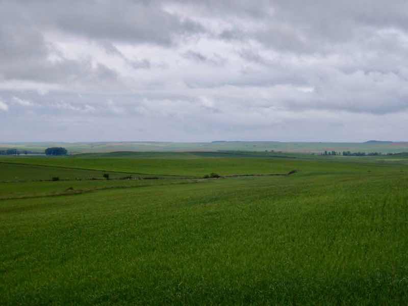 512 camino サンティアゴ巡礼　麦畑