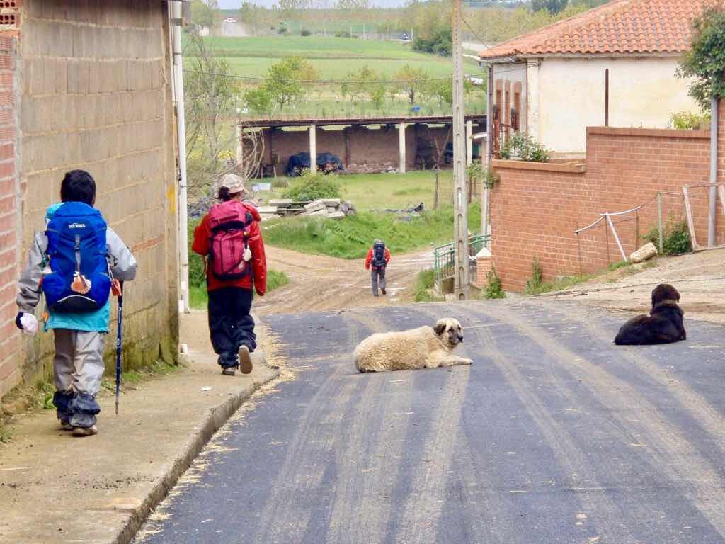 514 スペイン巡礼　camino 田舎道の犬