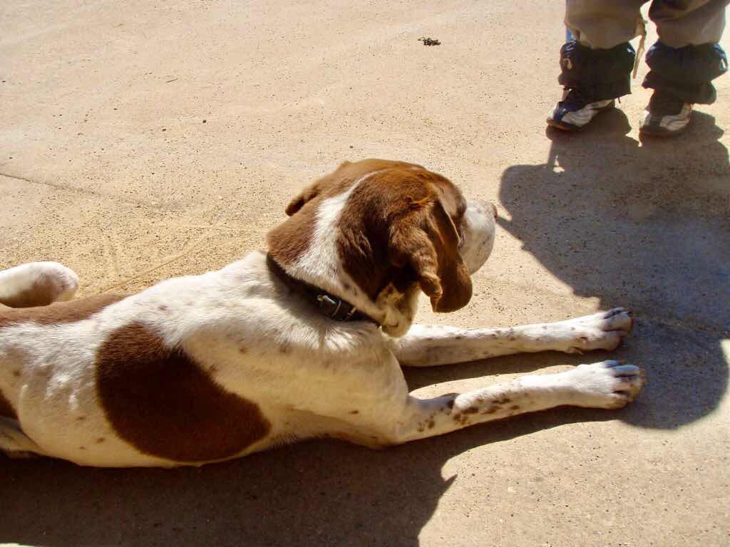 515 サンティアゴ巡礼　スペイン　camino 犬