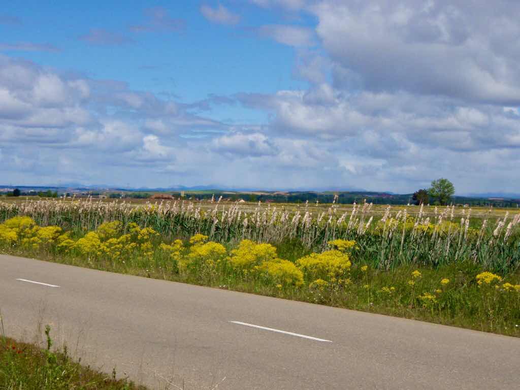 515 サンティアゴ巡礼　スペイン　camino 一本道　景色黄色草原　右