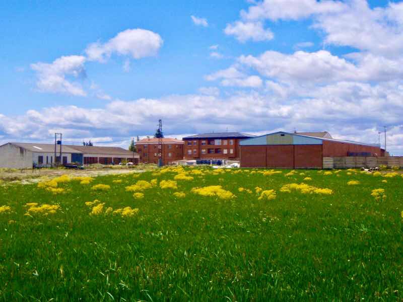 515 サンティアゴ巡礼　スペイン　camino 一本道　麦畑から建物