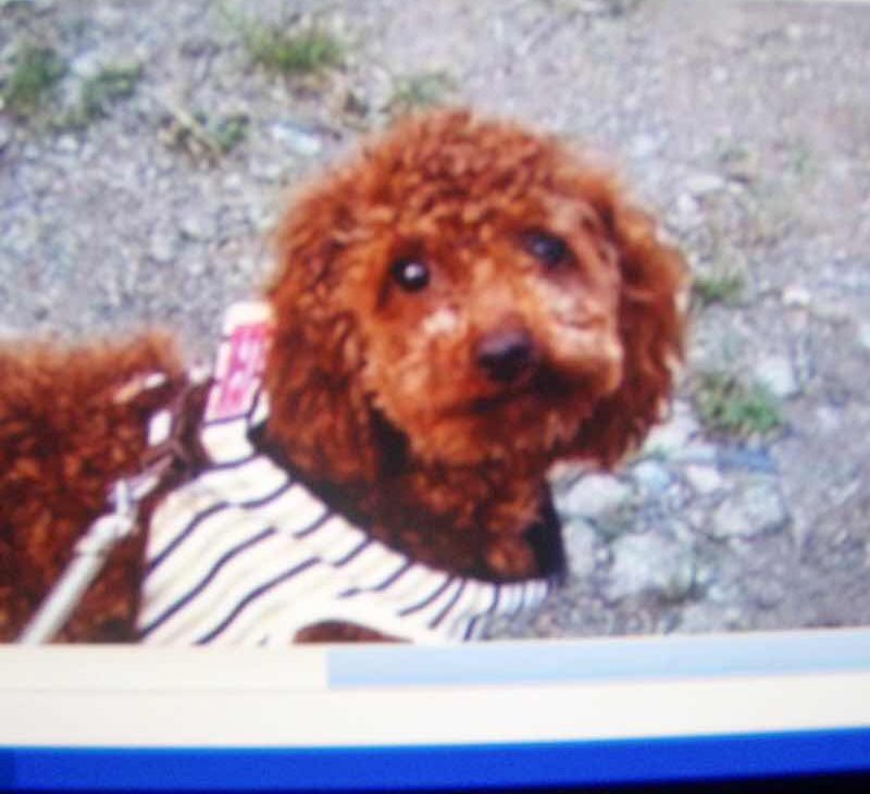 518 スペイン巡礼 camino dog マザリフェ