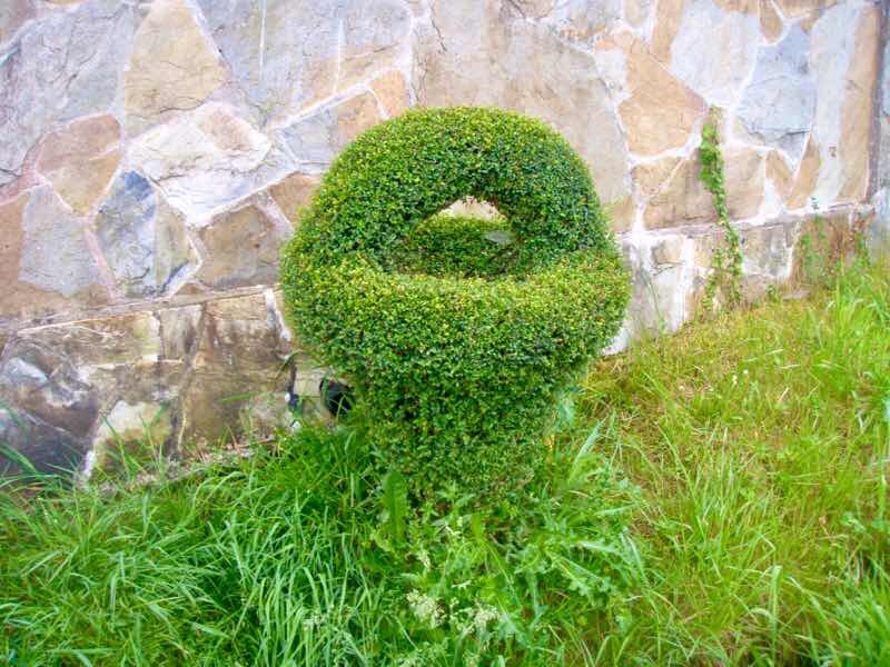604 サンティアゴ巡礼 スペイン 植木 アルカ