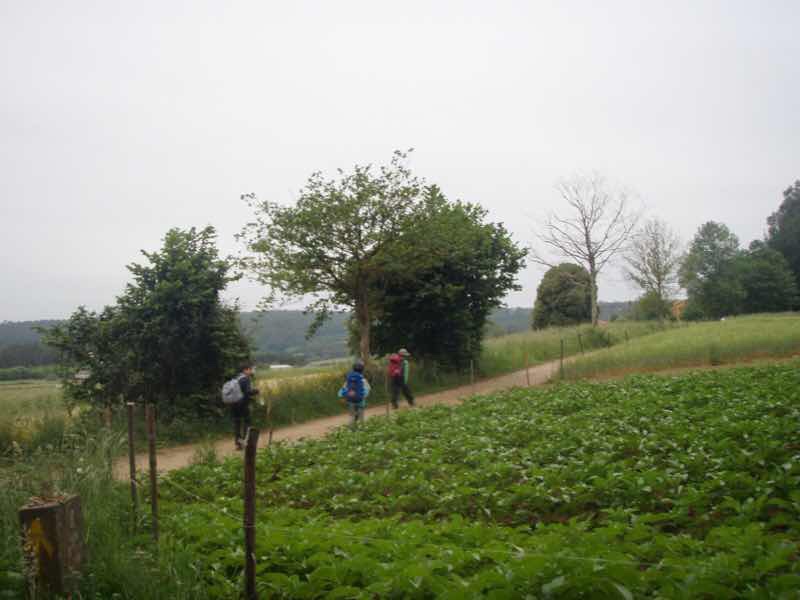 605スペイン巡礼　畠道右手向け12　サンティアゴ Santiago