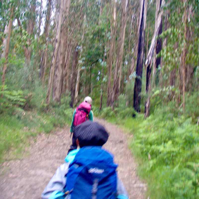 605スペイン巡礼　杉並木12 サンティアゴ Santiago