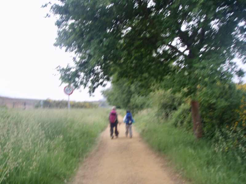 605スペイン巡礼　右手木田舎道12　サンティアゴ Santiago