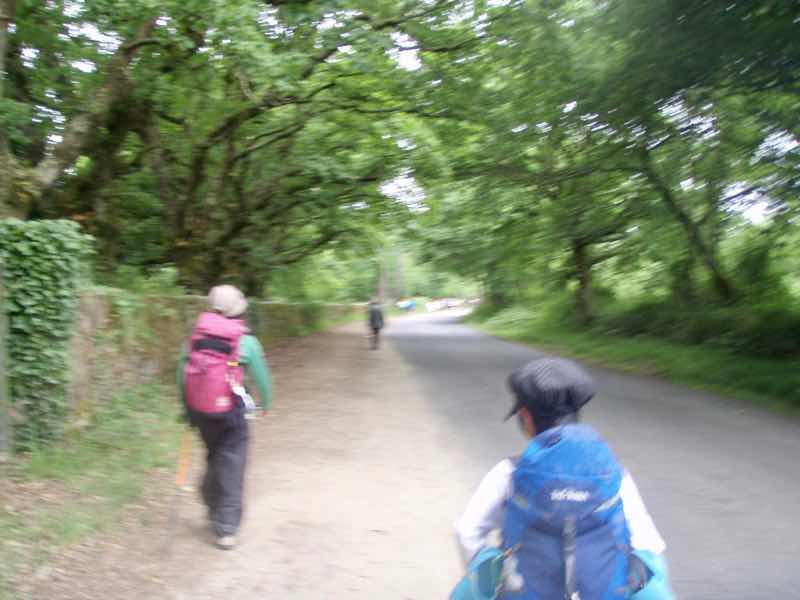 605スペイン巡礼　緑左右田舎道12　サンティアゴ Santiago