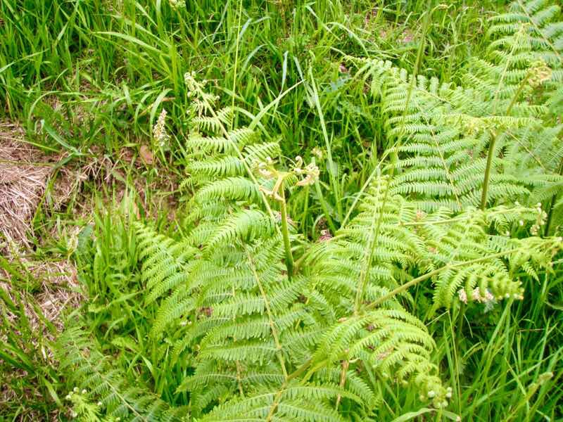 605スペイン巡礼　シダ　サンティアゴ Santiago