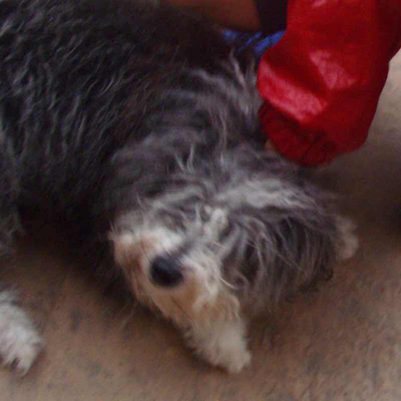 608サンティアゴ巡礼　道犬モップ　カミーノ　アス・マロナス