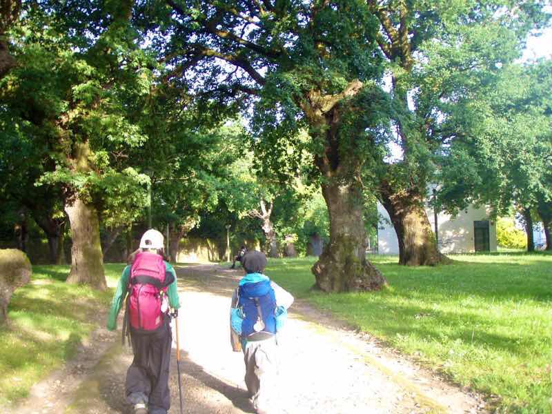 607サンティアゴ巡礼　サンティアゴ田舎道12 公園カミーノ