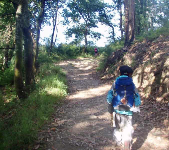 607サンティアゴ巡礼　サンティアゴ田舎道2 木漏れ日 カミーノ