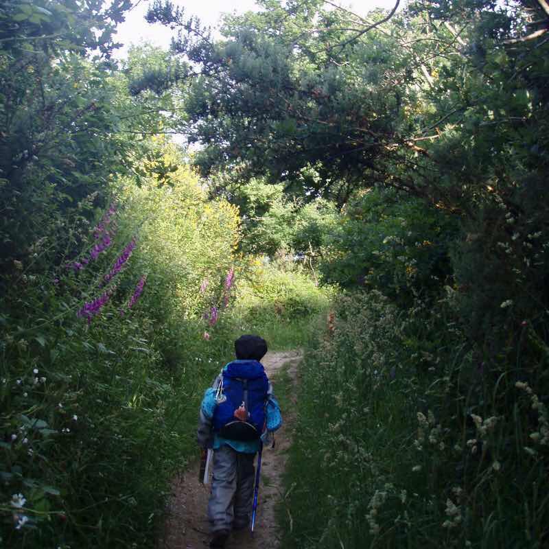 607サンティアゴ巡礼　サンティアゴ田舎道2 左デジタリン カミーノ