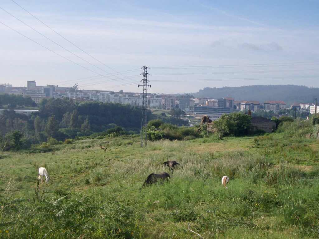 607サンティアゴ巡礼　サンティアゴ近くはらっぱ　カミーノ