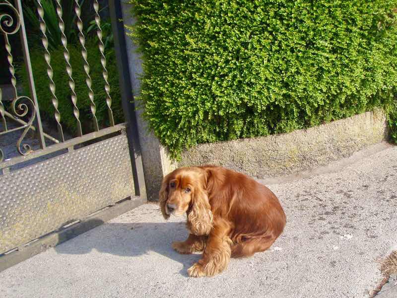 607サンティアゴ巡礼 ネグレイラ 茶犬 カミーノ