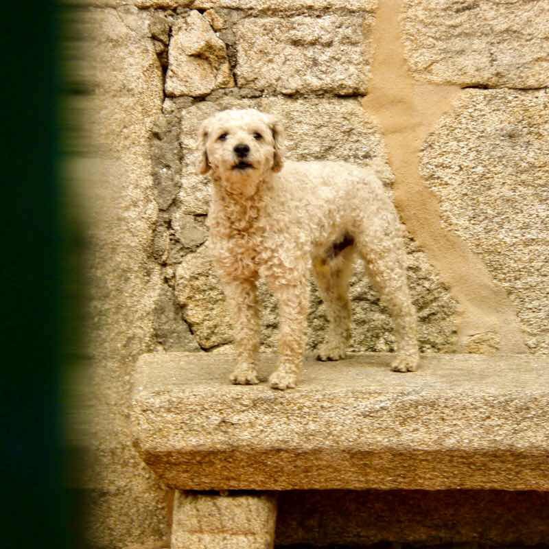 607サンティアゴ巡礼 ネグレイラ 白犬 カミーノ