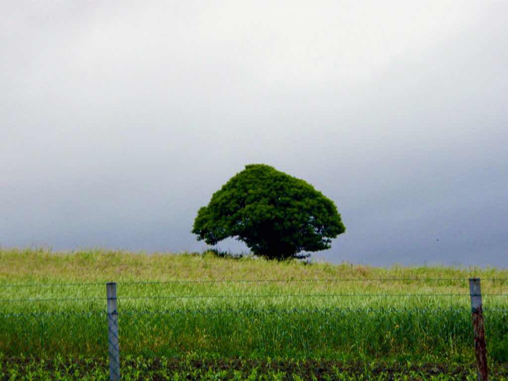 608サンティアゴ巡礼　道景色　木1本　カミーノ　アス・マロナス