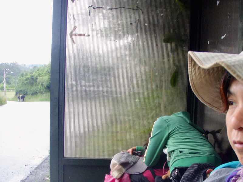 608サンティアゴ巡礼　道雨バス停　１３カミーノ　アス・マロナス