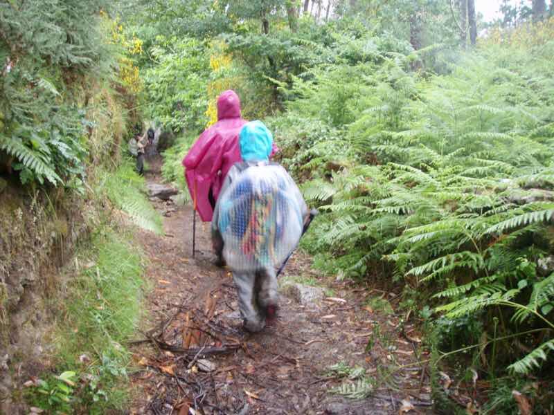 608サンティアゴ巡礼　道　シダ雨田舎道の草土12カミーノ　アス・マロナス