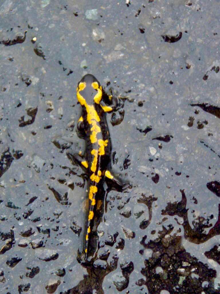 608サンティアゴ巡礼　道トカゲ　12カミーノ　アス・マロナス