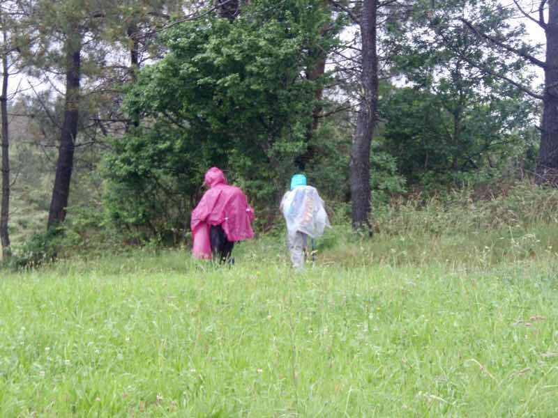 608サンティアゴ巡礼　道雨草はら　12 カミーノ　アス・マロナス