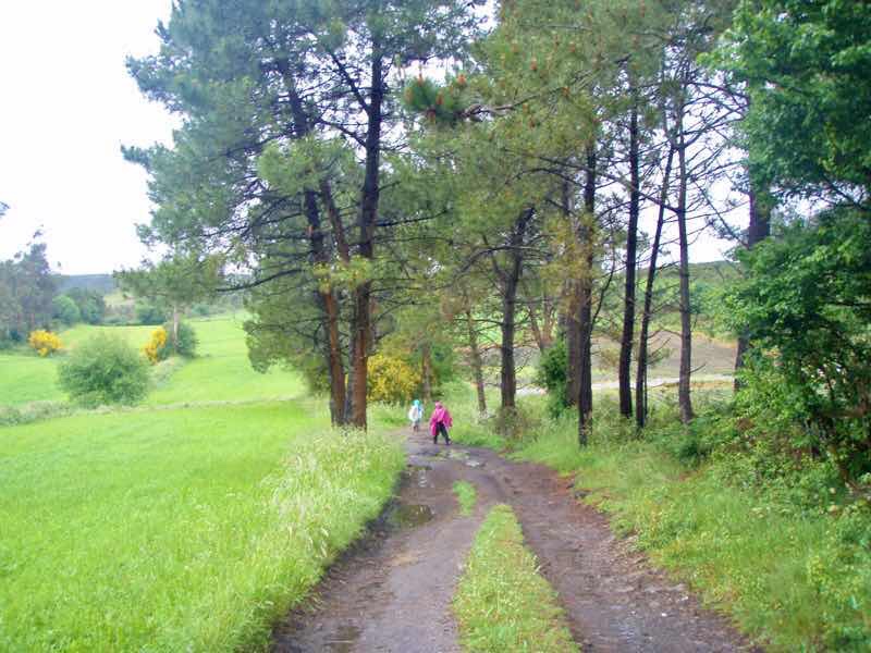 608サンティアゴ巡礼　道雨木下小さく　12 カミーノ　アス・マロナス