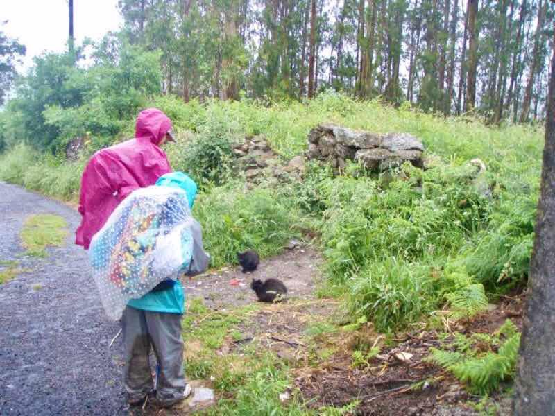 608サンティアゴ巡礼　道ネコ　12カミーノ　アス・マロナス