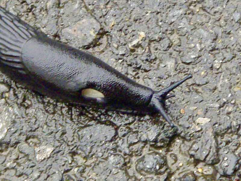 608サンティアゴ巡礼　道カタツムリ　12カミーノ　アス・マロナス