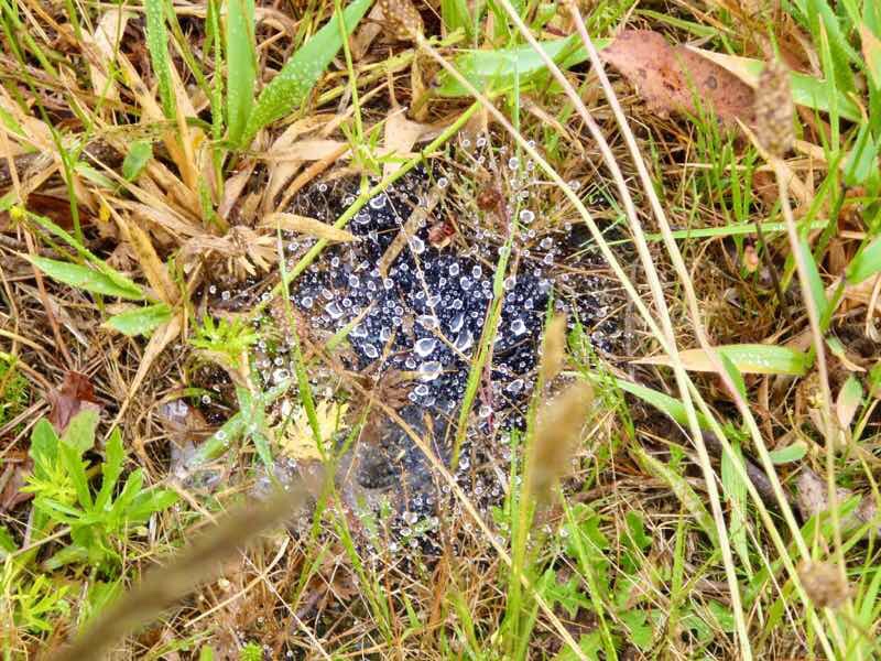 608サンティアゴ巡礼 道景色 クモ 12カミーノ アス・マロナス