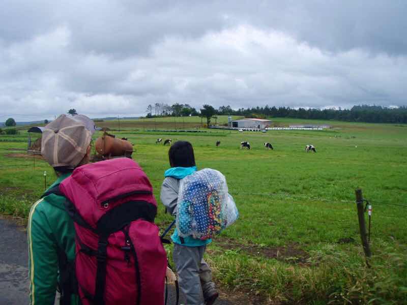 608サンティアゴ巡礼　道牛　右畑12 カミーノ　アス・マロナス