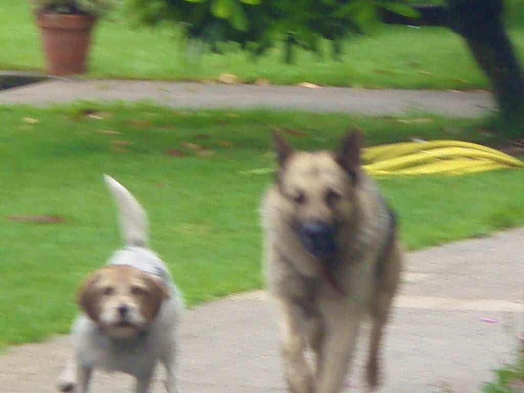 608サンティアゴ巡礼　道　犬二頭　カミーノ　アス・マロナス