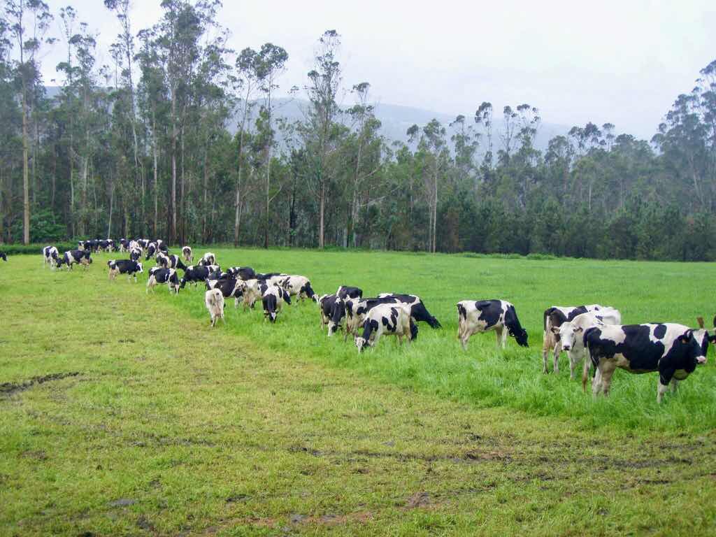 608サンティアゴ巡礼　牛の群れ　斜めカミーノ　アス・マロナス