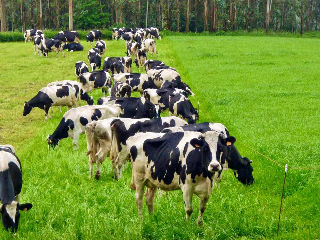 608サンティアゴ巡礼　牛の群れ　カミーノ　アス・マロナス