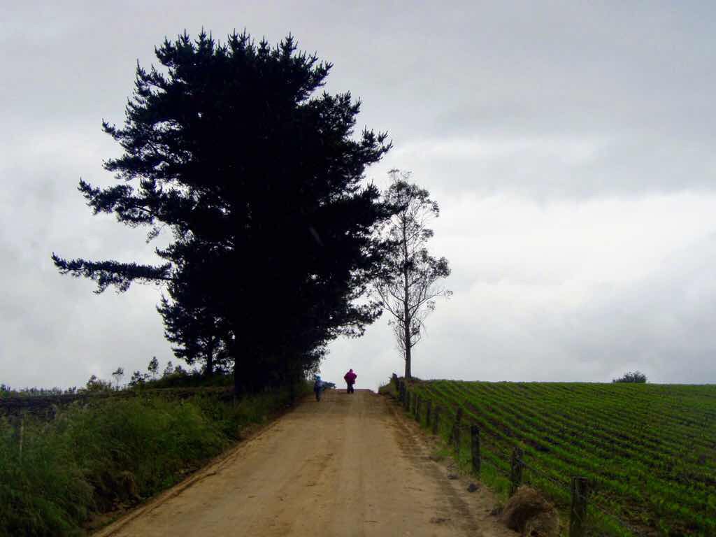 608サンティアゴ巡礼　道景色　右手木　12カミーノ　アス・マロナス