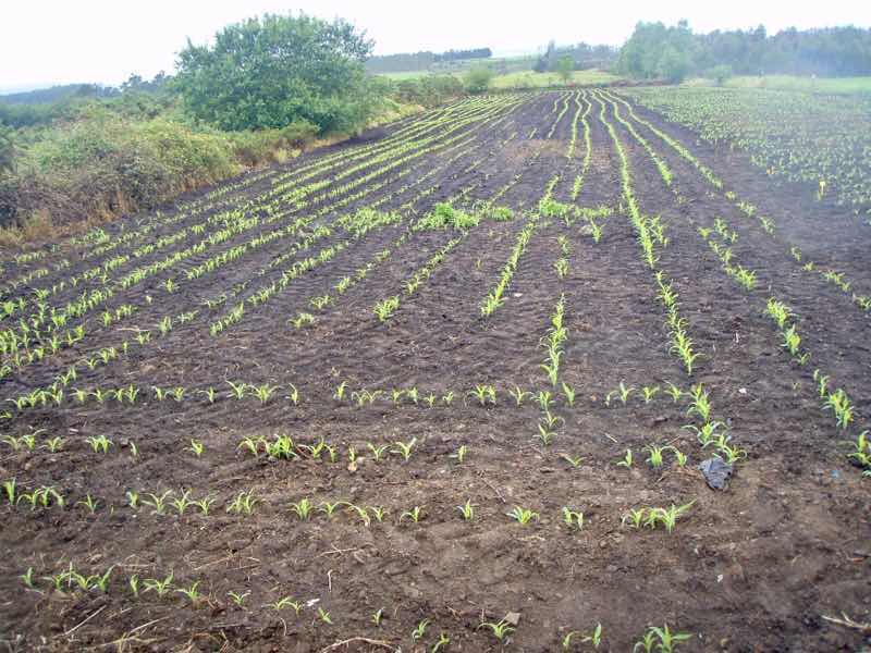 608サンティアゴ巡礼　道景色　畑とうもろこし　12カミーノ　アス・マロナス