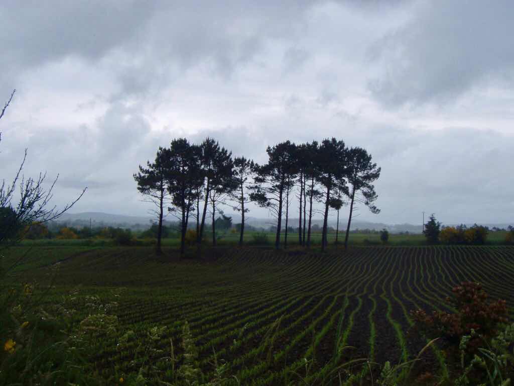 608サンティアゴ巡礼　道景色　木二本　カミーノ　アス・マロナス