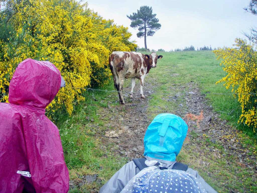 608サンティアゴ巡礼　子牛12　カミーノ　アス・マロナス