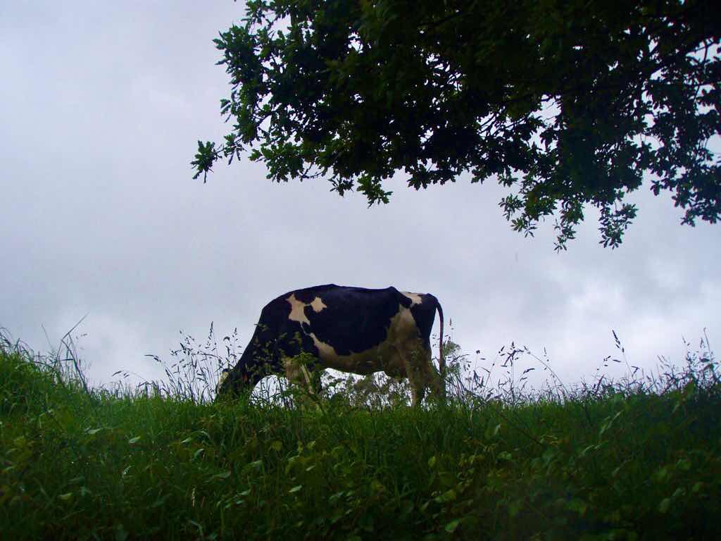608サンティアゴ巡礼　牛一頭　カミーノ　アス・マロナス