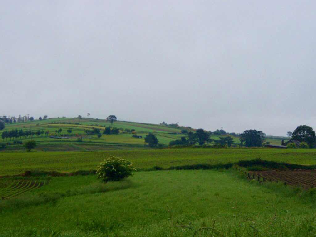 609 サンティアゴ巡礼　草原の　畑景色 カミーノ　セー