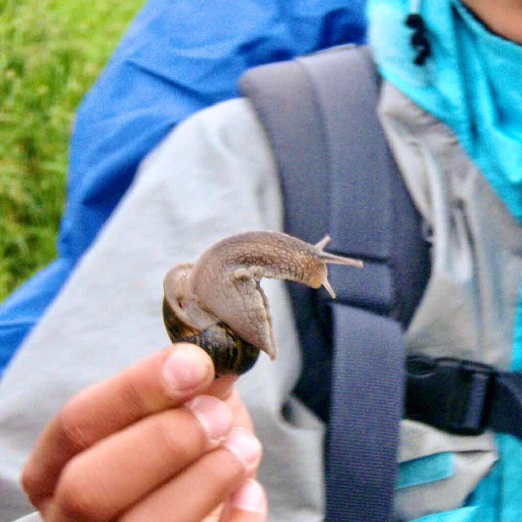 609 サンティアゴ巡礼　カタツムリ　カミーノ　セー