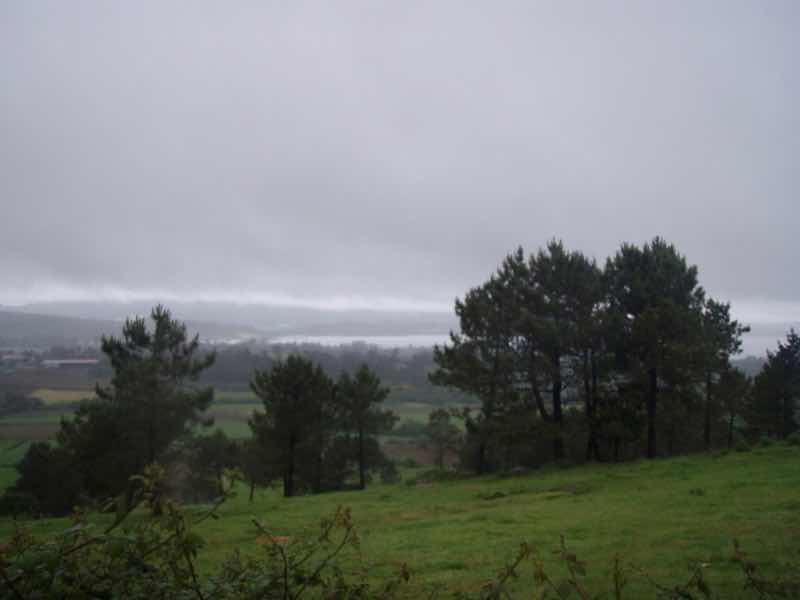 609 サンティアゴ巡礼　草原の　森景色 カミーノ　セー
