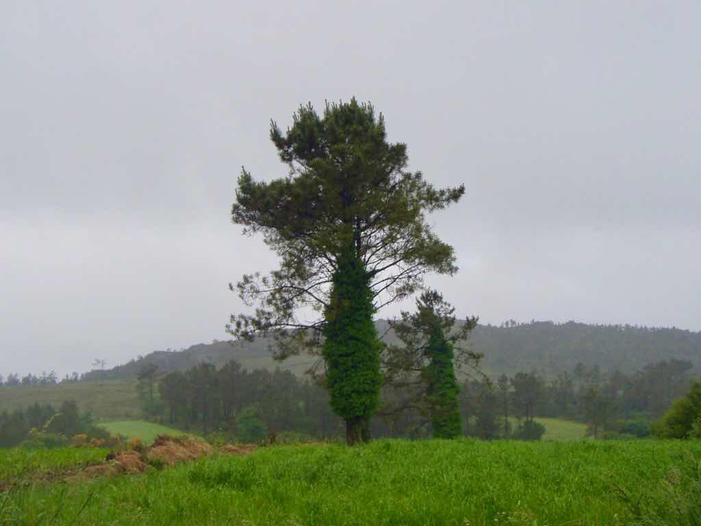 609 サンティアゴ巡礼　木　景色 カミーノ　セー