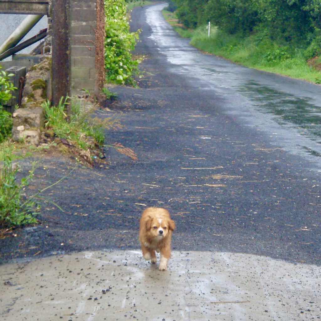 609 サンティアゴ巡礼 犬茶  カミーノ セー